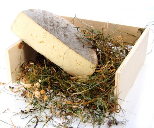 Toma di campo